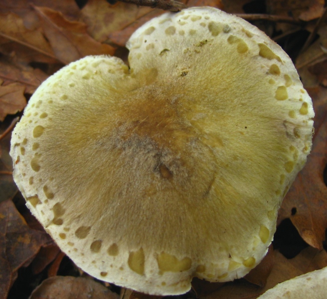 Proposta di studio di Tricholoma saponaceum